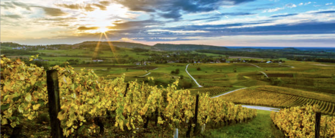 Beautiful vineyard landscape with sunset